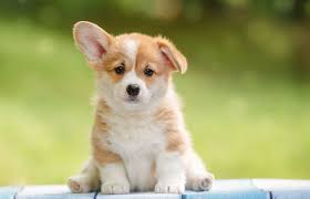 Image of Corgi posted on 2022-06-22 15:00:15 from delhi